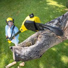 Best Root Management and Removal  in Smithville, NJ