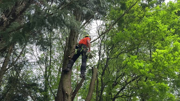 Best Lot and Land Clearing  in Smithville, NJ