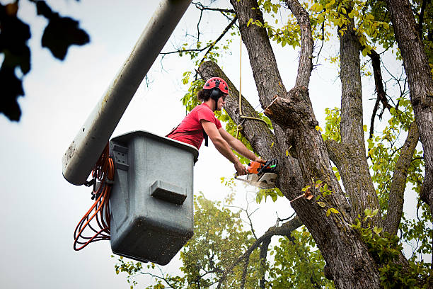 Best Tree Disease Treatment  in Smithville, NJ