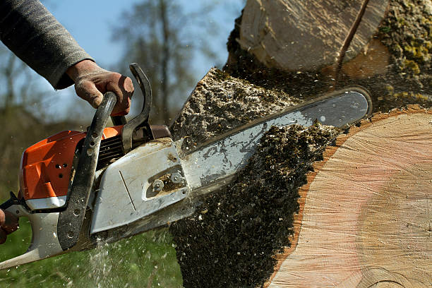Best Lawn Grading and Leveling  in Smithville, NJ