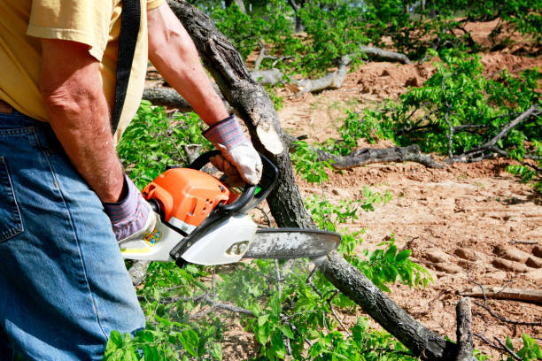 How Our Tree Care Process Works  in  Smithville, NJ